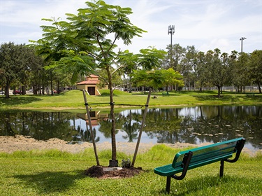 Tree Memorial in Cypress Park